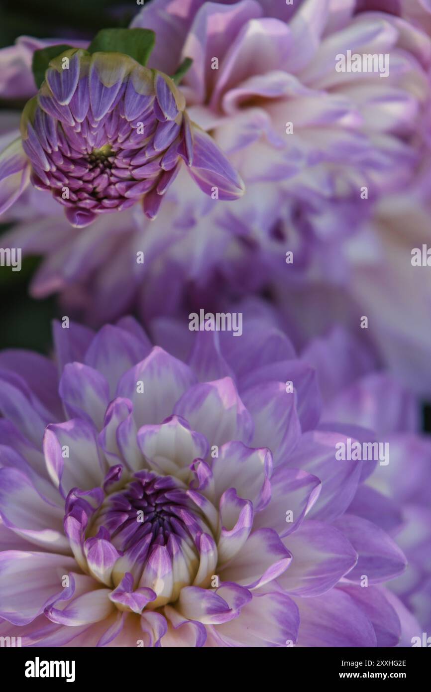 Purple dahlias in full bloom with delicate petals and green
