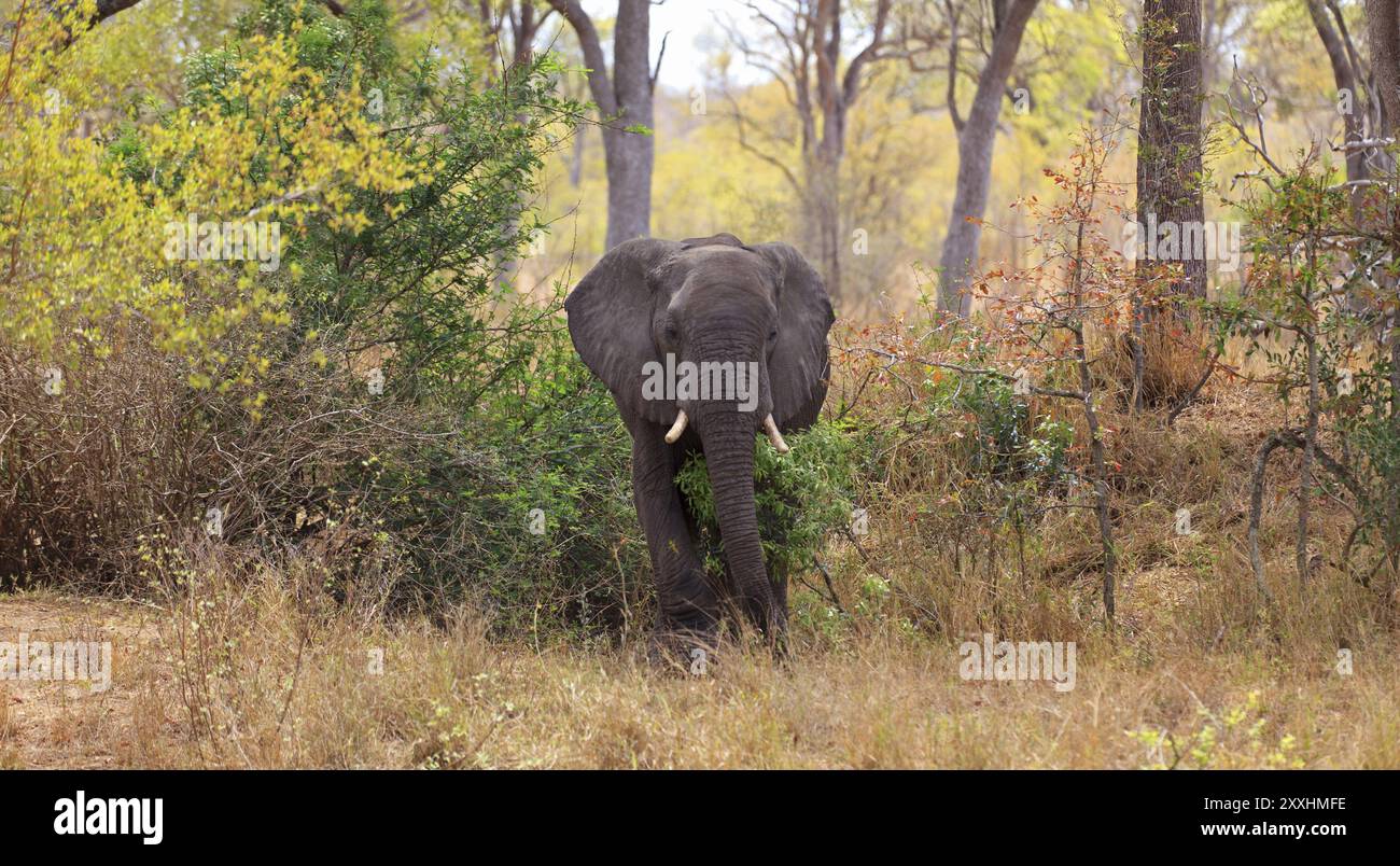 Bull elephant in the Kruger National Park in South Africa Stock Photo