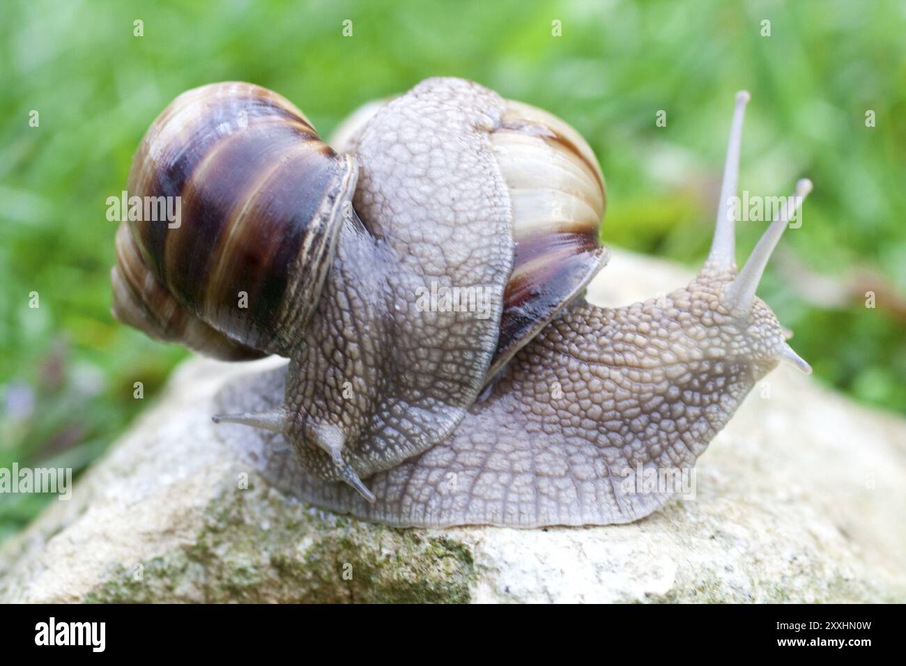 Snail on a green grass slowly creeping Stock Photo - Alamy