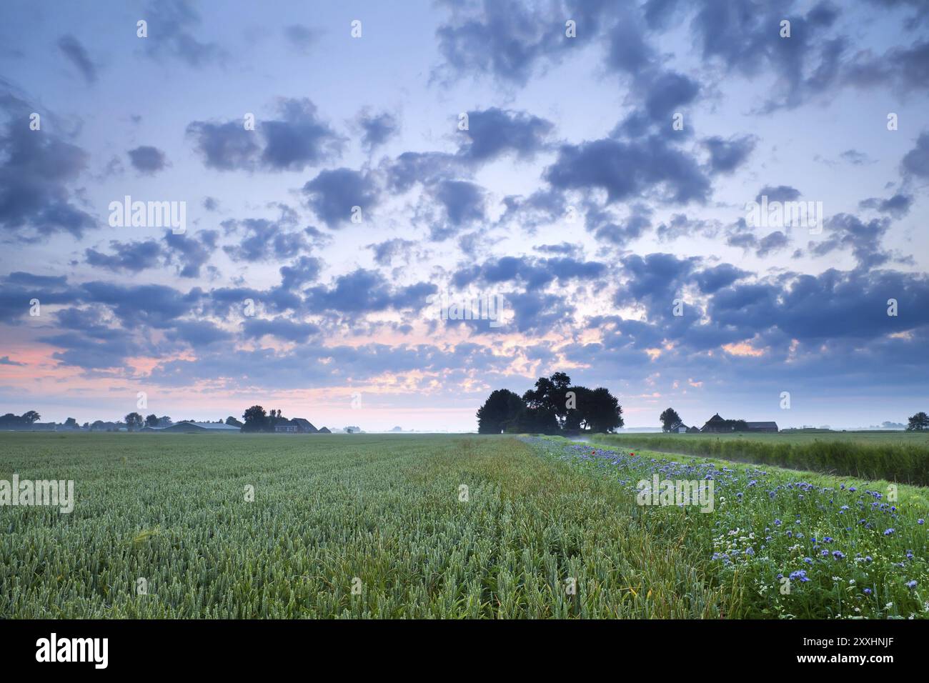 Summer wildflowers in sunrise hi-res stock photography and images - Alamy