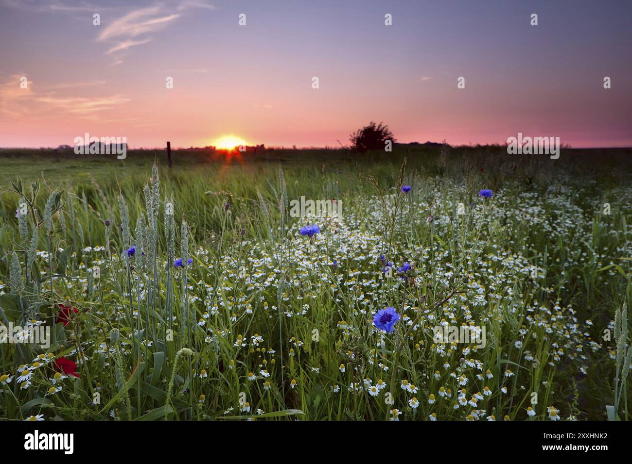 Gentle sun on wildflowers hi-res stock photography and images - Alamy