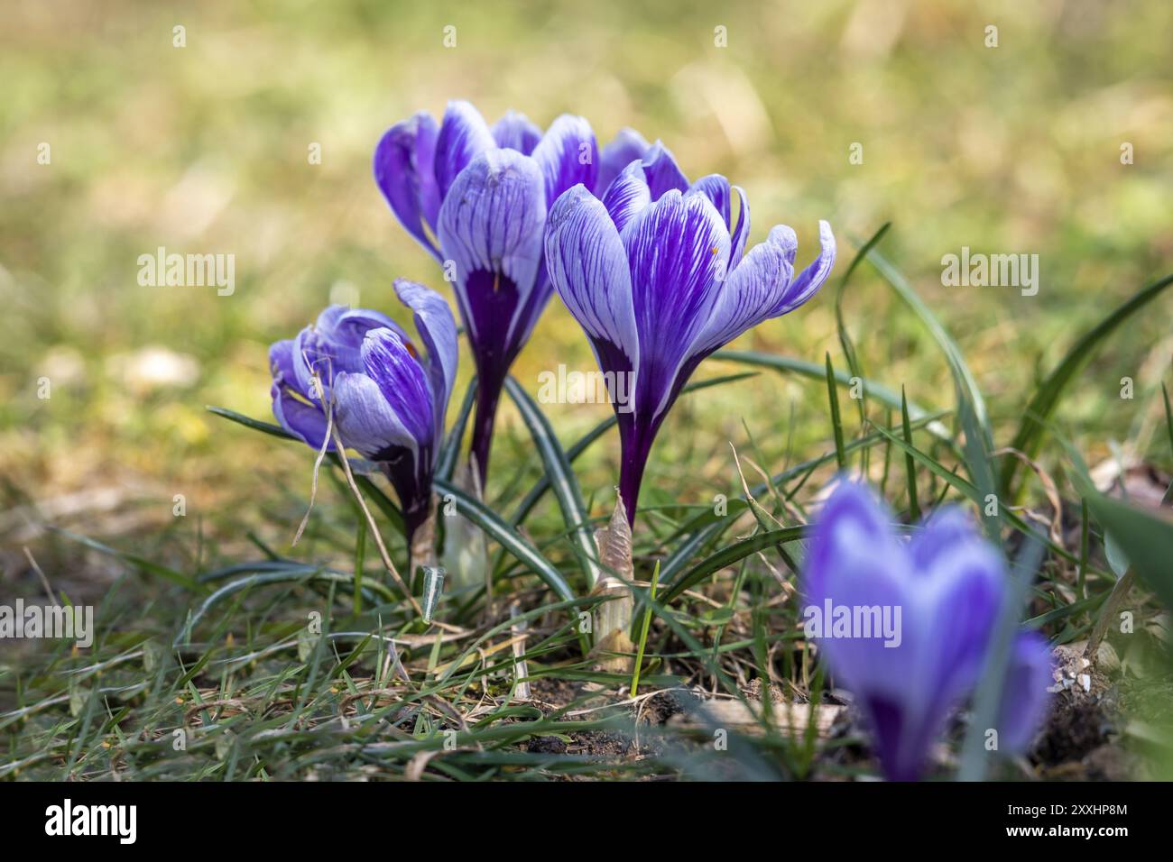 Blue crocuses early bloom hi-res stock photography and images - Alamy