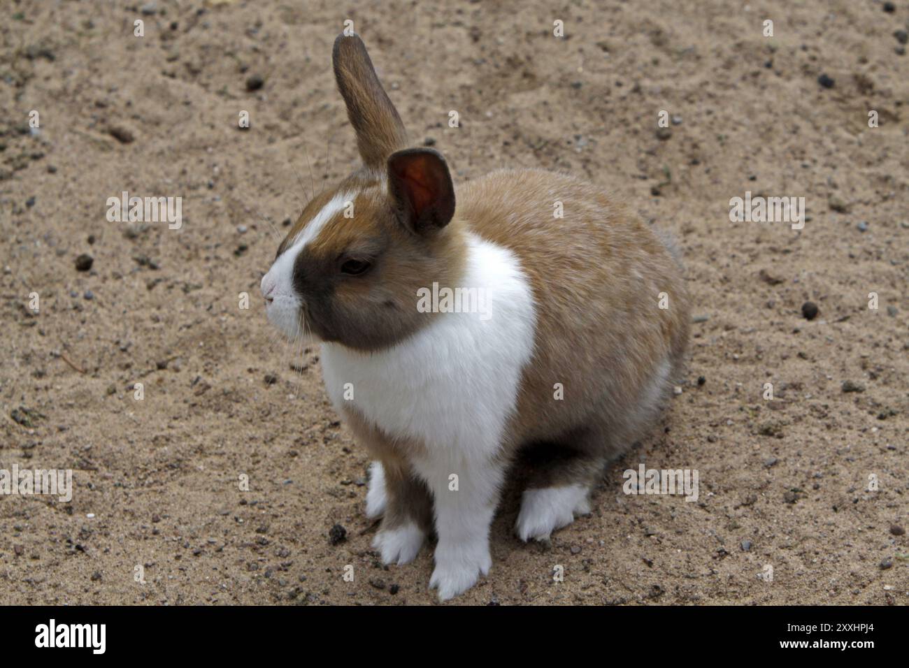 Toy Rabbit Stock Image Childs toy rabbit hi-res stock photography and images - Alamy