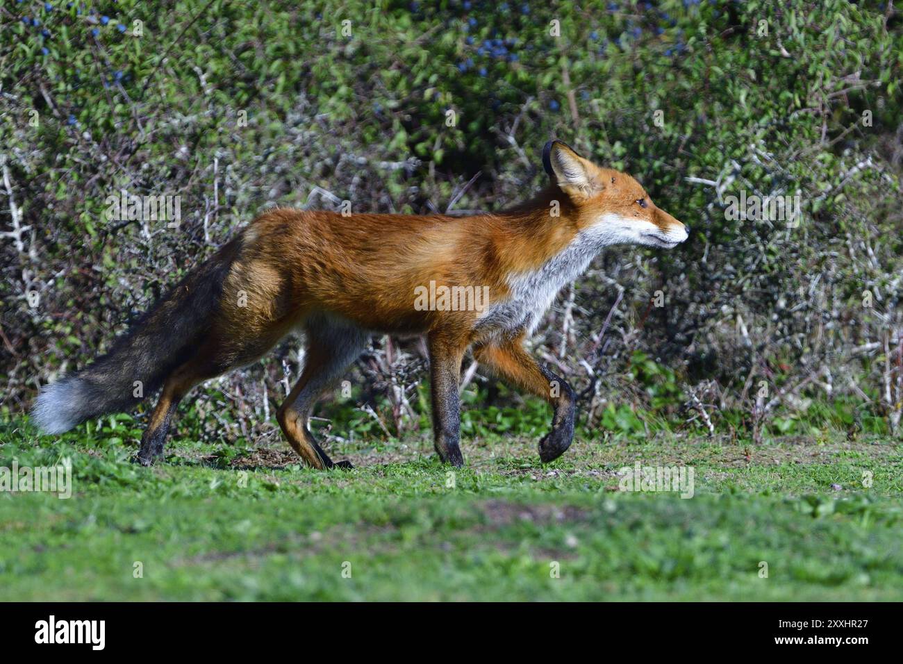 Red fox hunting Stock Photo - Alamy