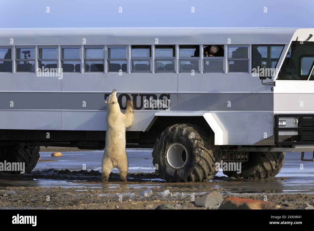 Tundra buggy wapusk np hi-res stock photography and images - Alamy