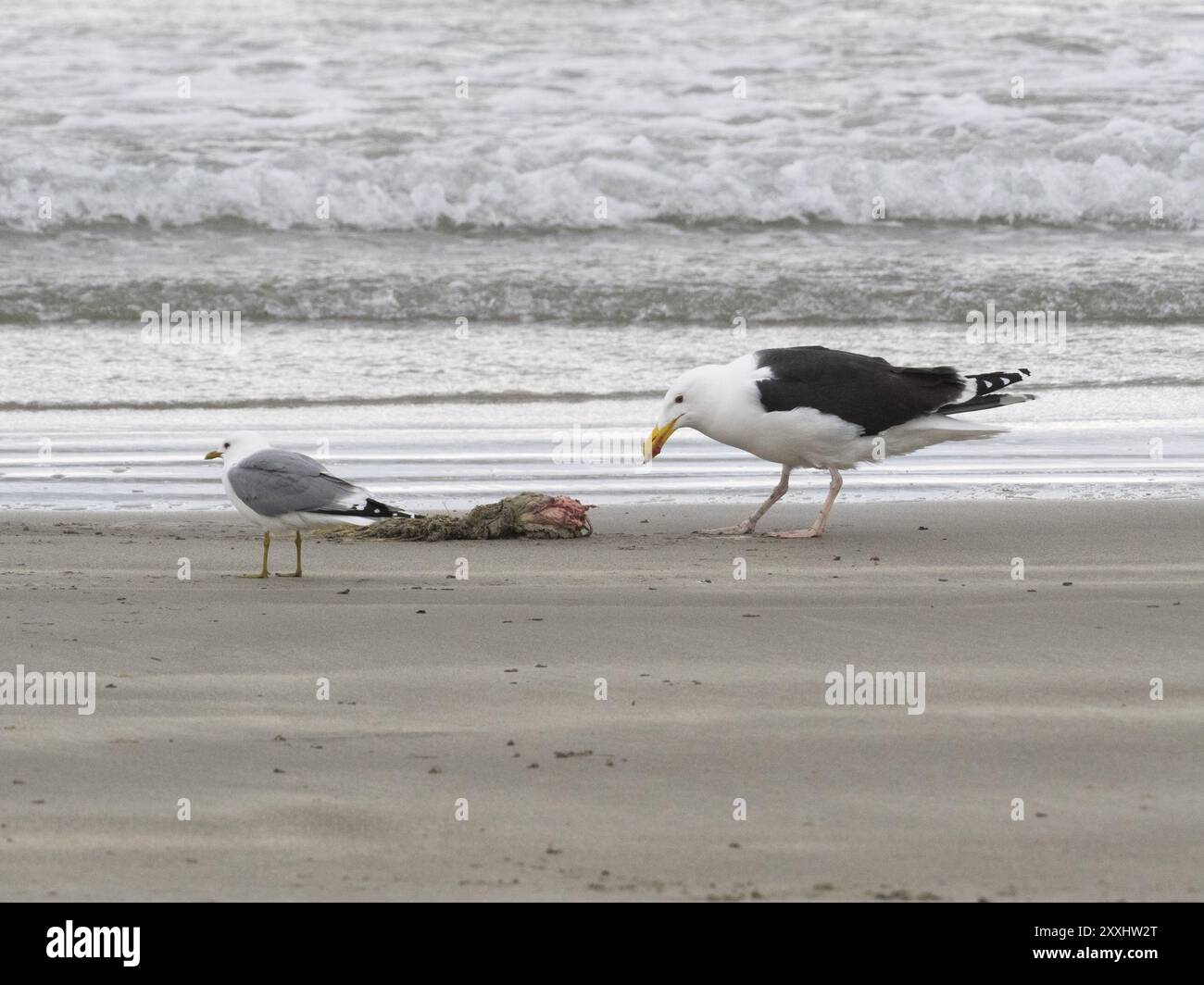 Great Black-backed Gull (Larus marinus) and Common Gull (Larus canus), scavanging upon carcass washed onshore, May, Varanger Fjord, Norway, Europe Stock Photo