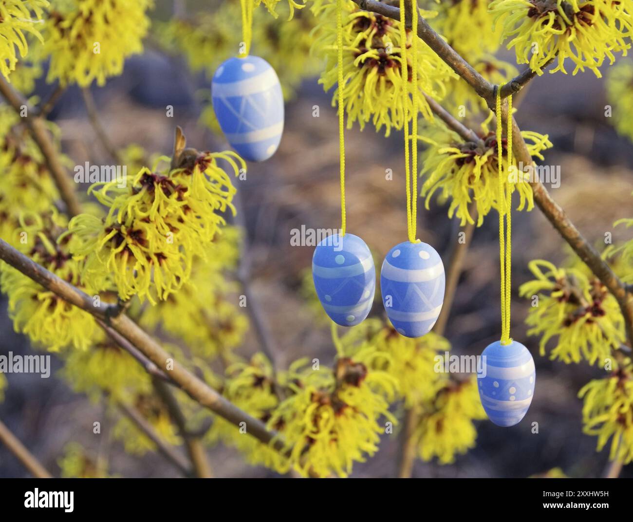 Easter shrub Hamamelis, hamamelis shrub in easter time 10 Stock Photo