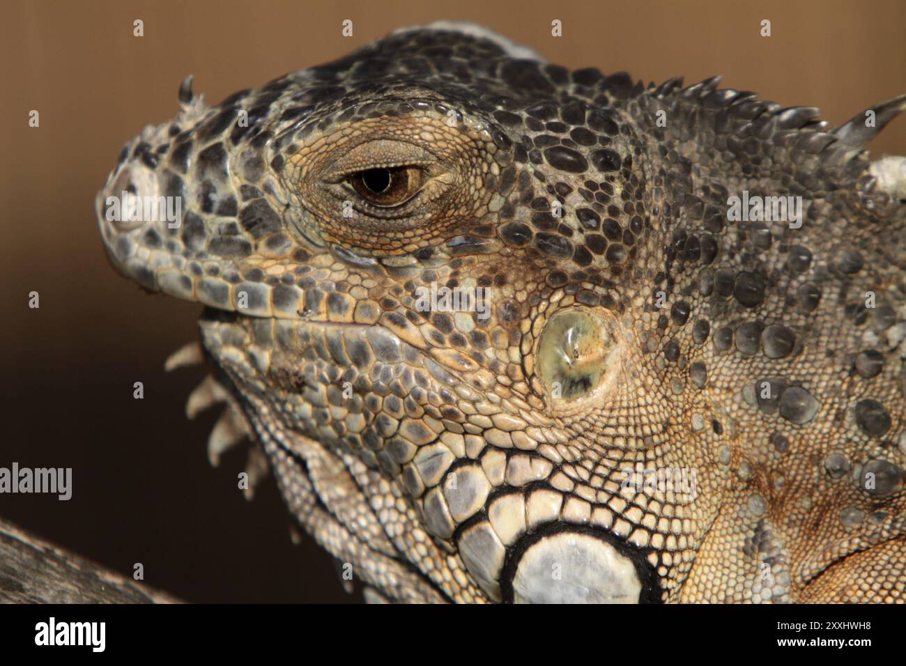 Brown iguana hi-res stock photography and images - Alamy Brown iguana hi-res stock photography and images - Alamy