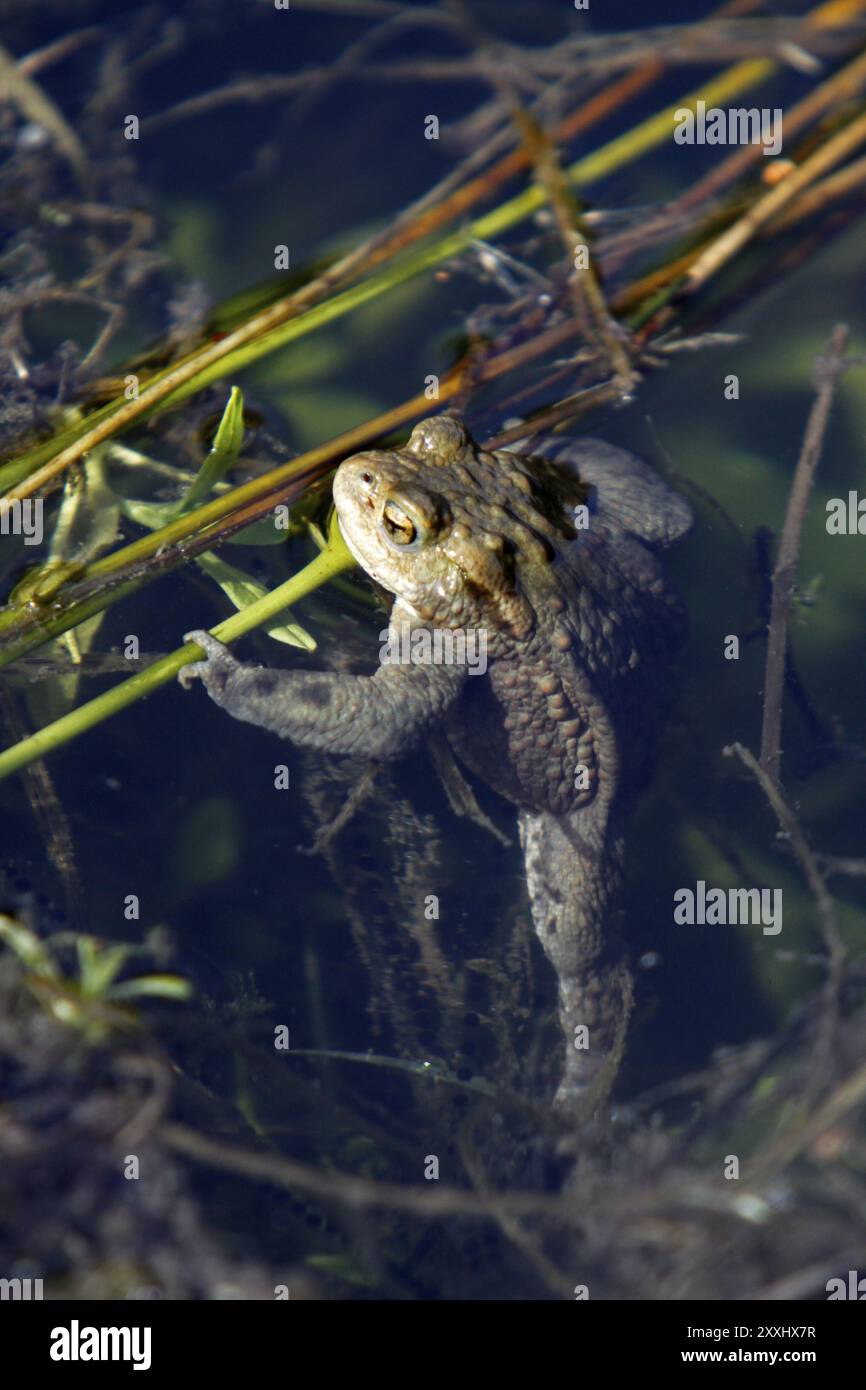 Common toad Stock Photo