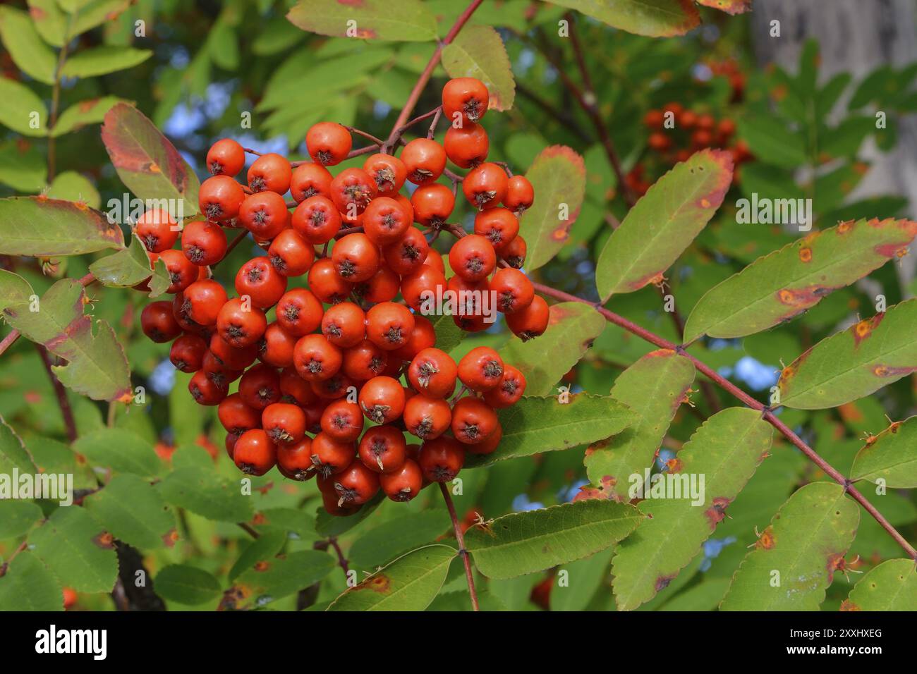 Eberesche mit reifen Fruechten, Sorbus aucuparia, commonly called rowan ...