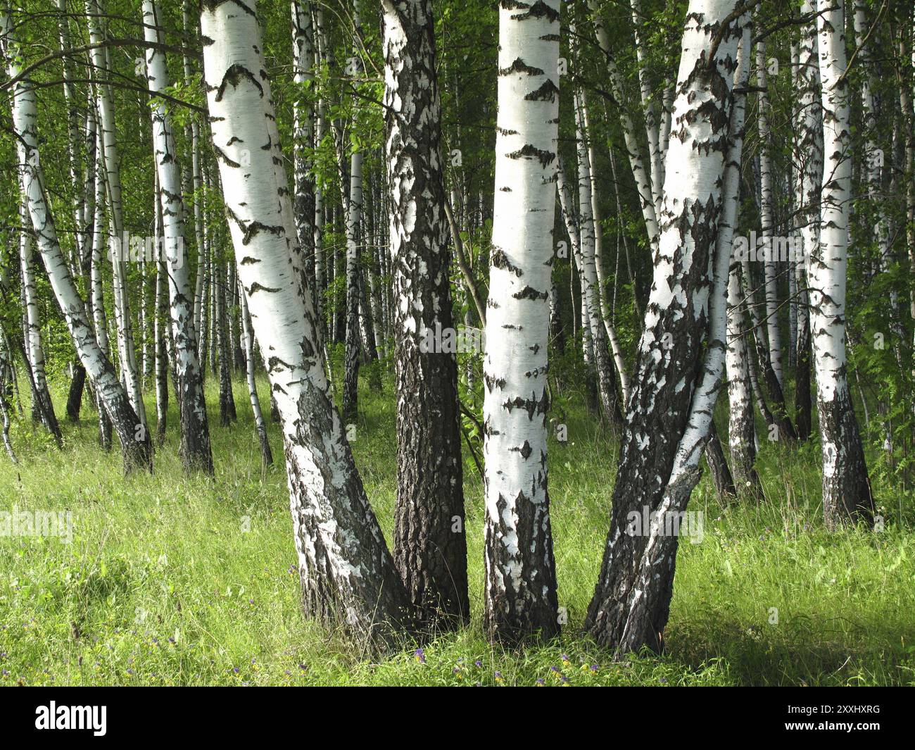 Birch trees in a summer forest Stock Photo - Alamy