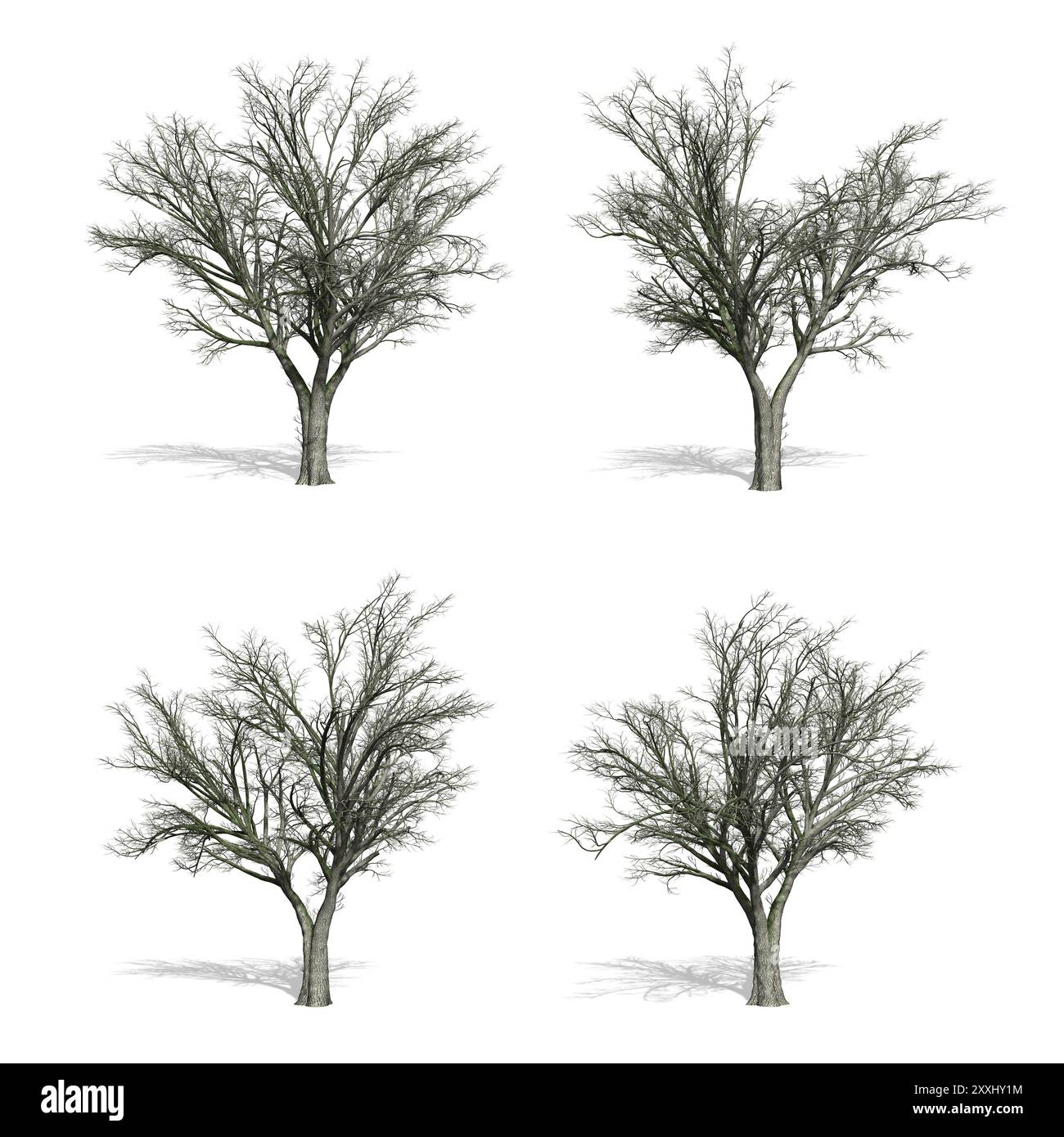 Elm trees, isolated on white background Stock Photo