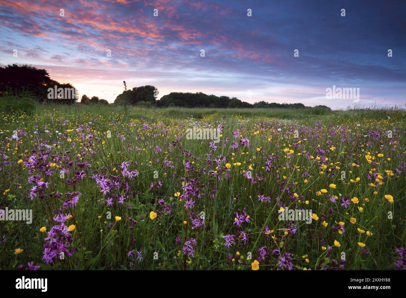 Pink wildflowers on summer meadow at sunset Stock Photo - Alamy