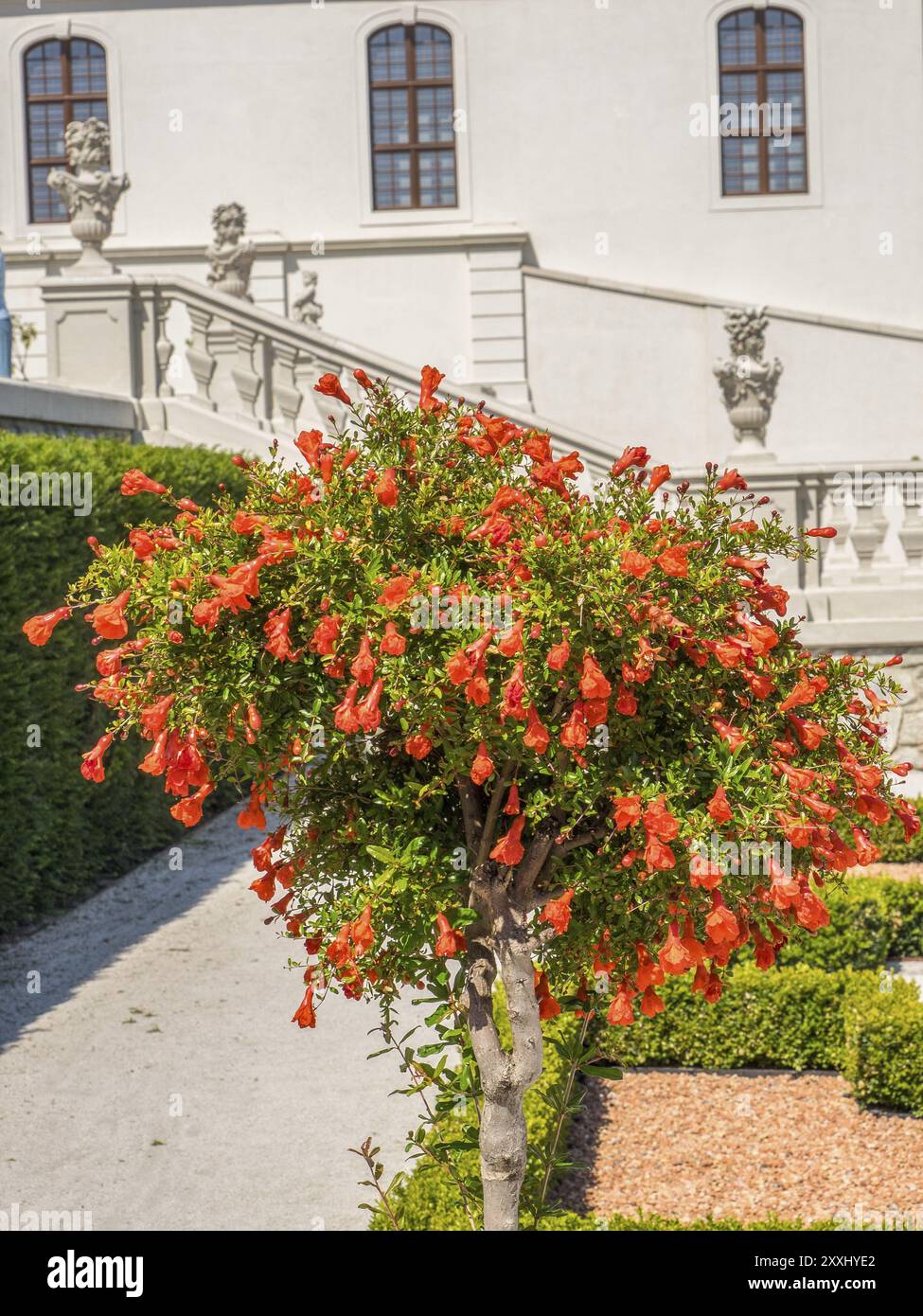 Luminous tree with red blossoms in a castle garden in front of historical architecture, Bratislava, Slovakia, Europe Stock Photo