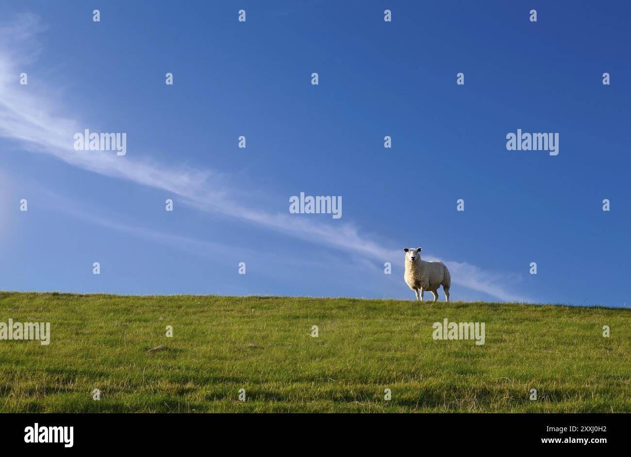 Sheep In The Open Blue Sky Hi Res Stock Photography Photo Inspiration