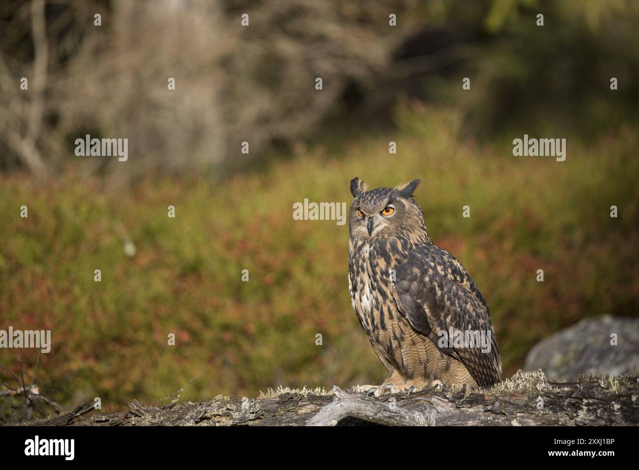 Uhu Bubo Bubo Eurasian Eagle owl Stock Photo Alamy uhu-bubo-bubo-eurasian-eagle-owl-stock-photo-alamy