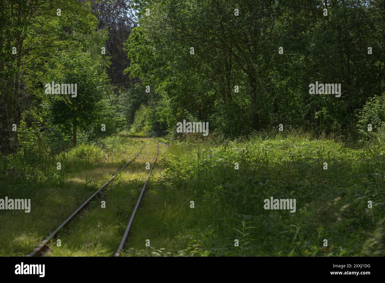Old railway tracks going through a green forest Stock Photo