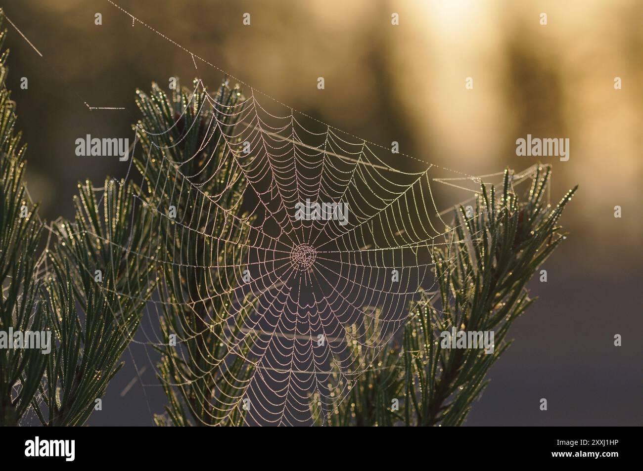 Spider web in backlight Stock Photo