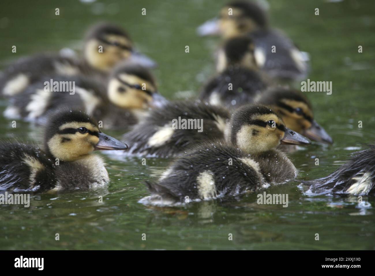 Duck Offspring Mallard duck offspring Stock Photo - Alamy