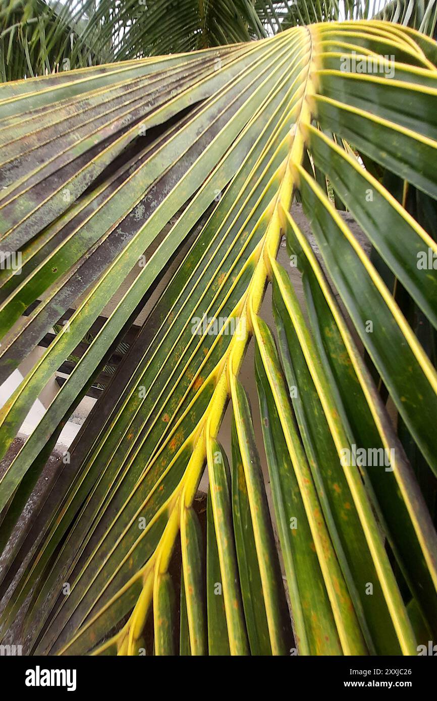 Closer view of yellow, hard ridges of dark green coconut leaves Stock ...