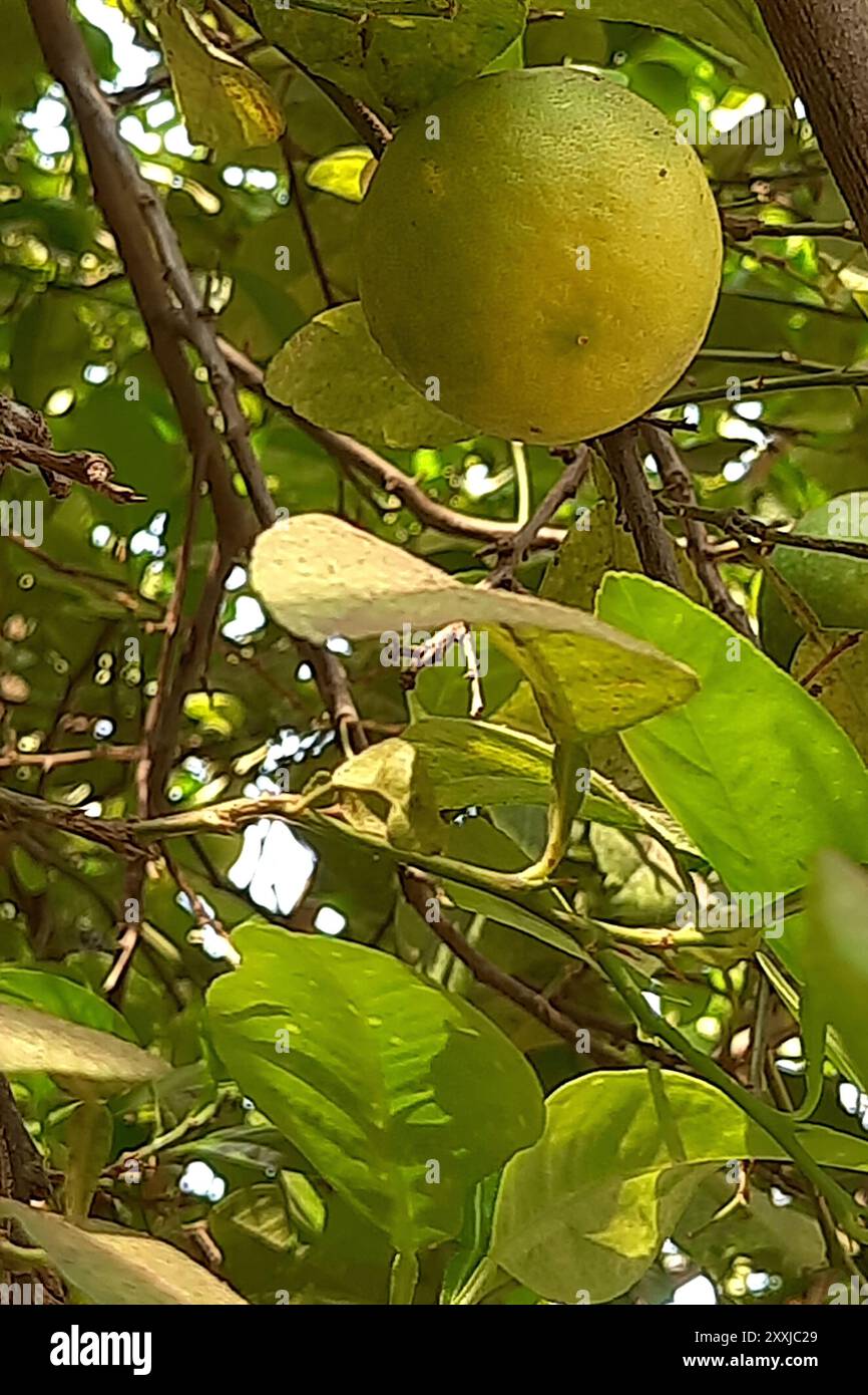 View of single lemon on tree going ripe and turning from green to yellow Stock Photo