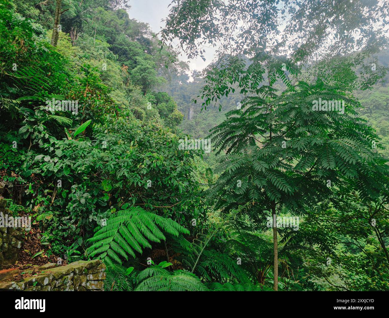 Lush green tropical rain forest hi-res stock photography and images - Alamy