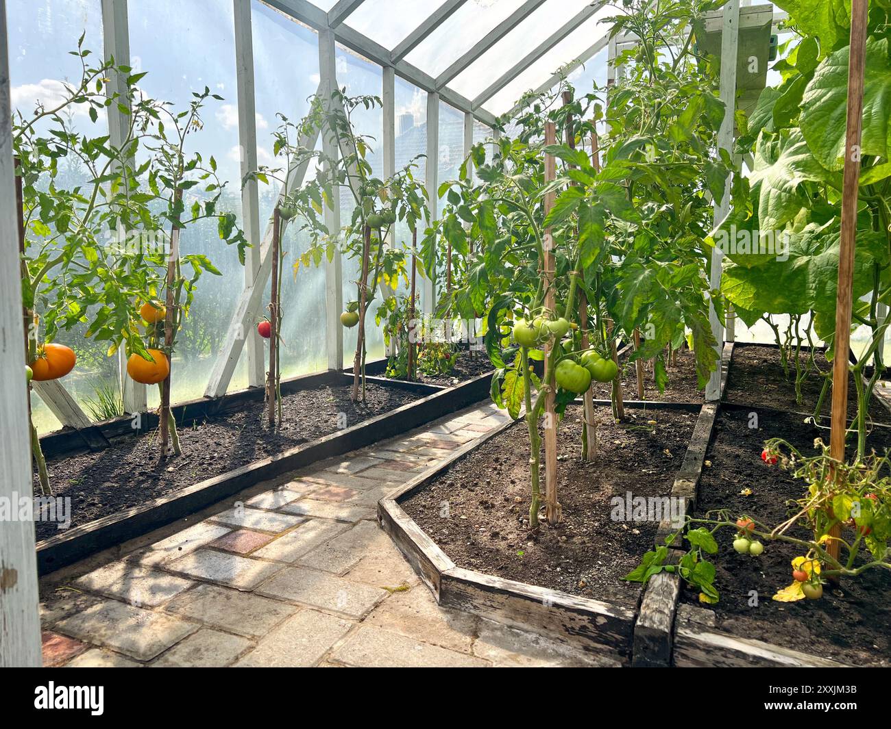 Growing plants in soil hi-res stock photography and images - Alamy