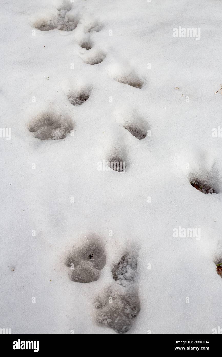 Explore animal hi-res stock photography and images - Alamy