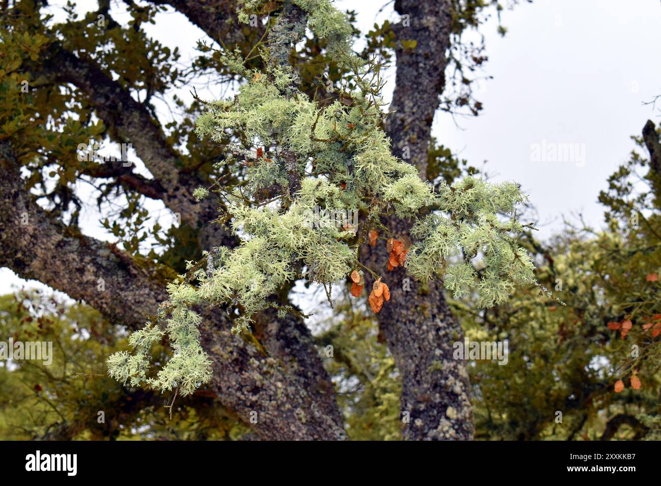 Oak tree and lichen symbiosis hi-res stock photography and images - Alamy