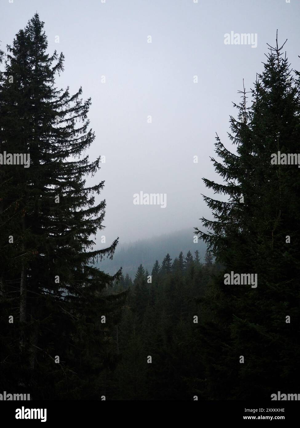 Misty landscape fir forest hi-res stock photography and images - Alamy