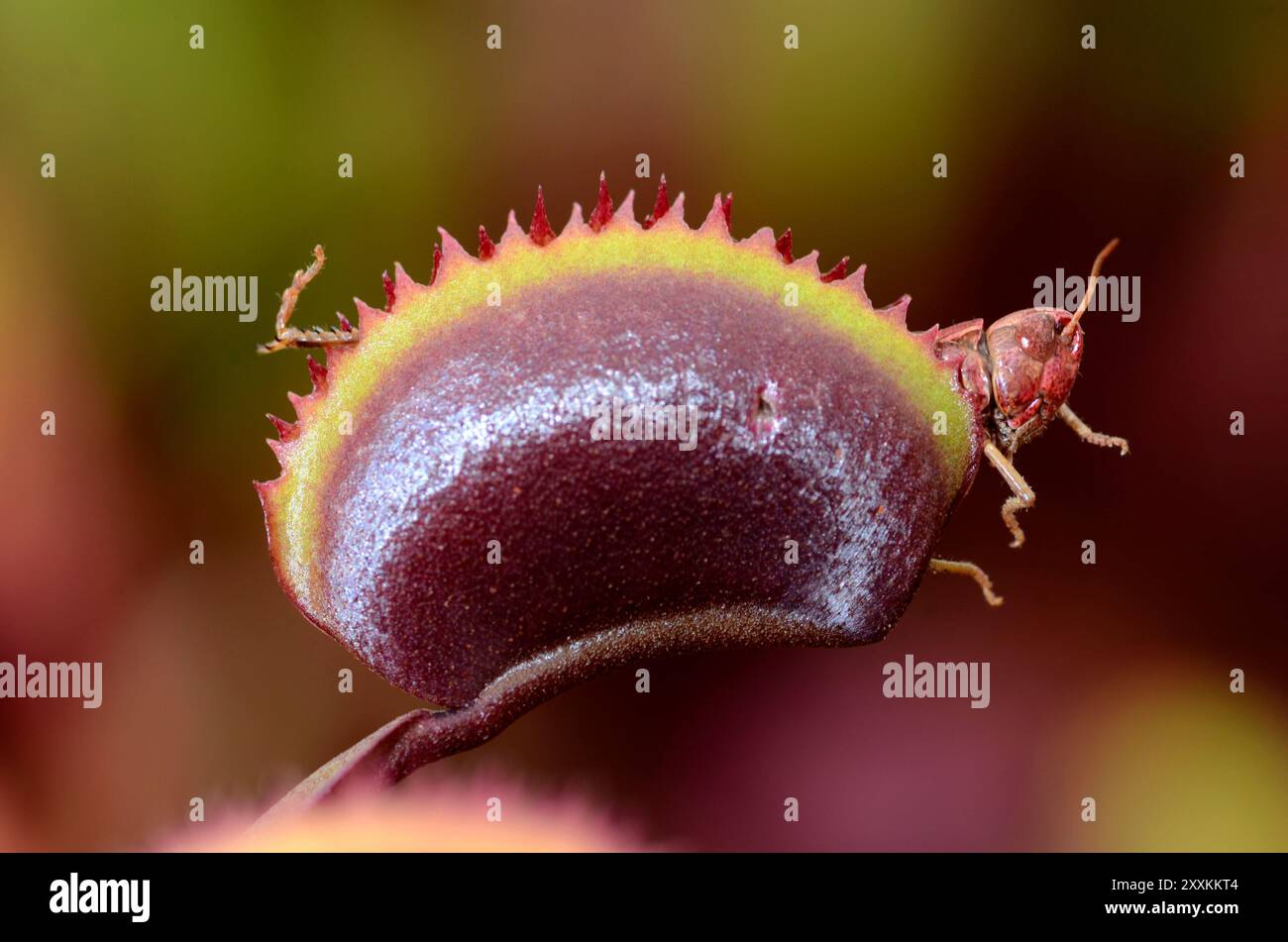 Leaves of Venus flytrap (Dionaea muscipula Red Piranha) with a hunted grasshopper Stock Photo