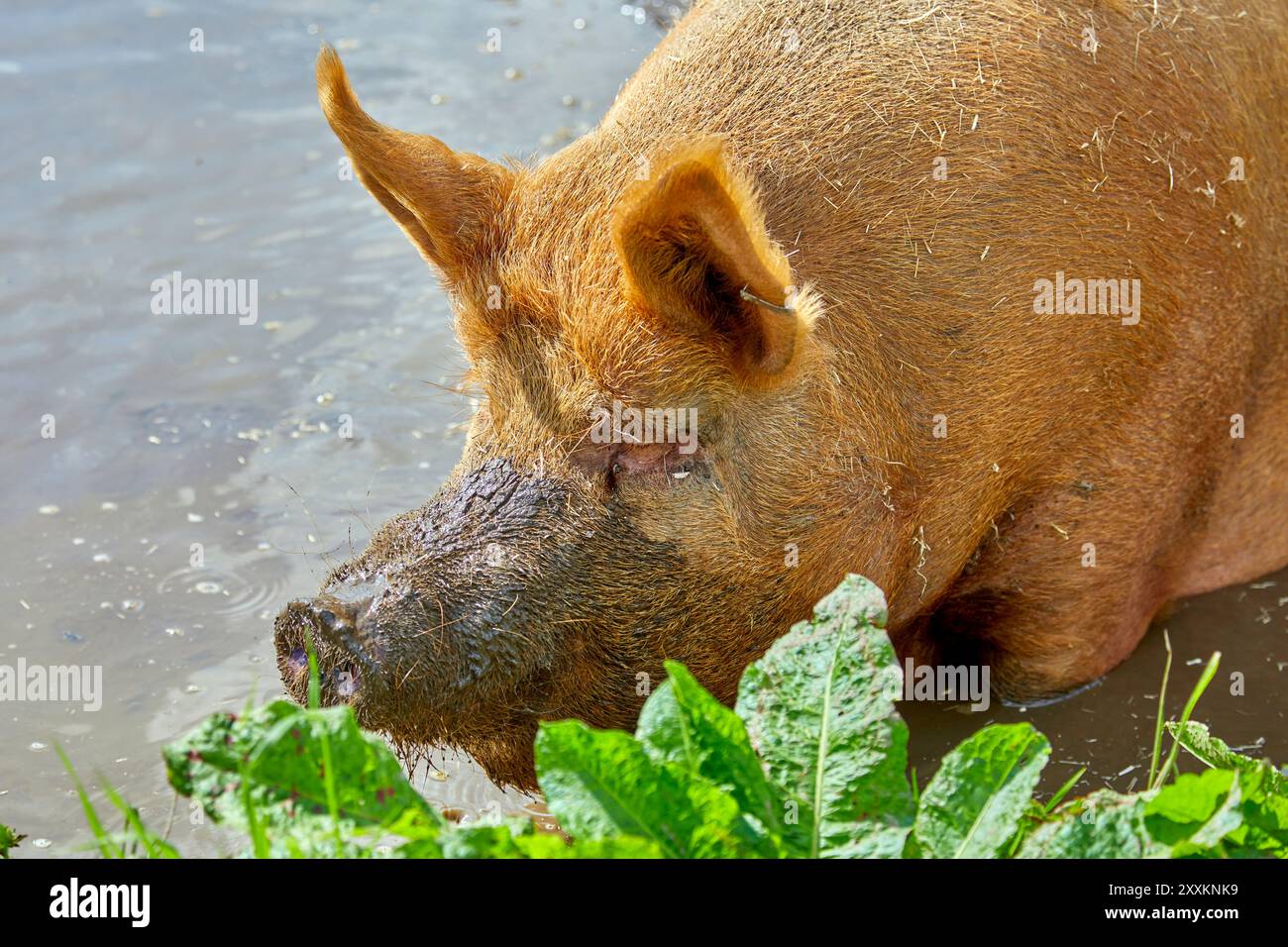 Tamworth rare breed sow pig wallowing in mud Stock Photo - Alamy
