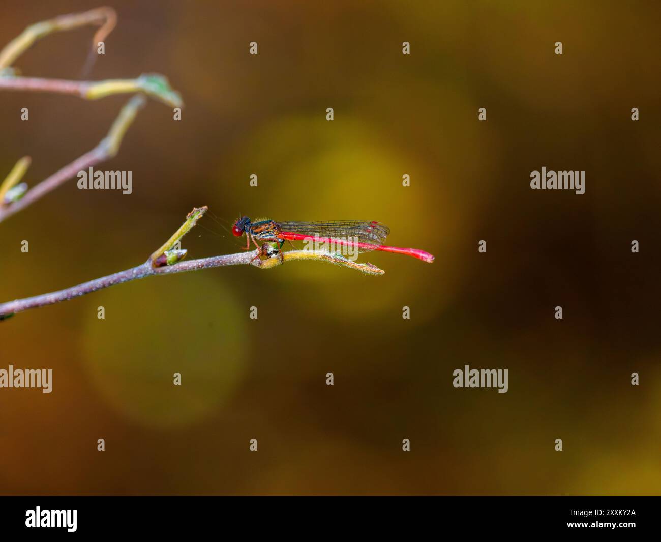 Red damselfly on foliage hi-res stock photography and images - Alamy