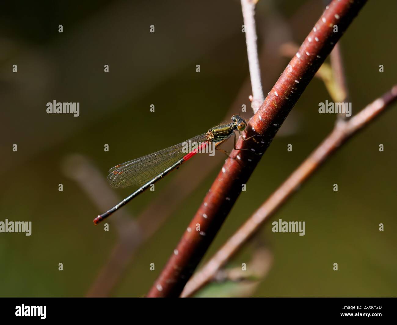 Endangered small red damselfly at rest Stock Photo - Alamy