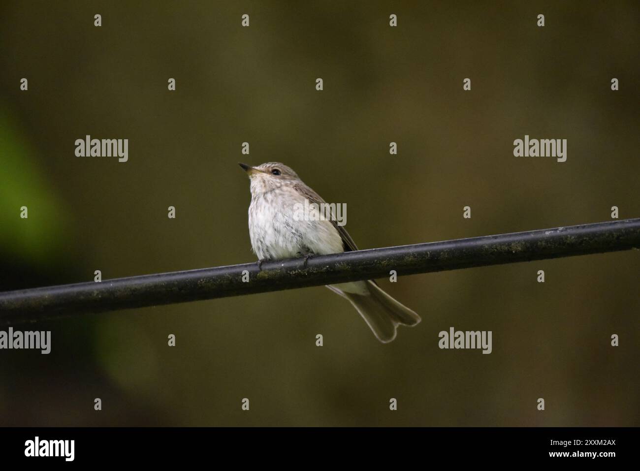 Musicata Musicata striata hi-res stock photography and images - Alamy
