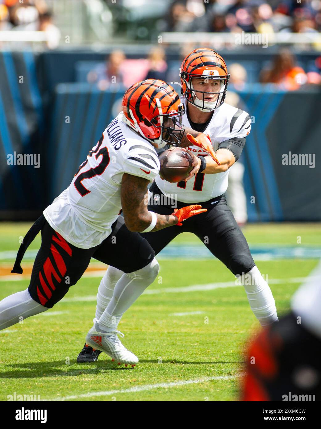 August 17, 2024: Cincinnati Bengals quarterback #11 Logan Woodside hands the ball off to #32 Trayveon Williams during the game against the Chicago Bears in Chicago, IL. Mike Wulf/CSM Stock Photo