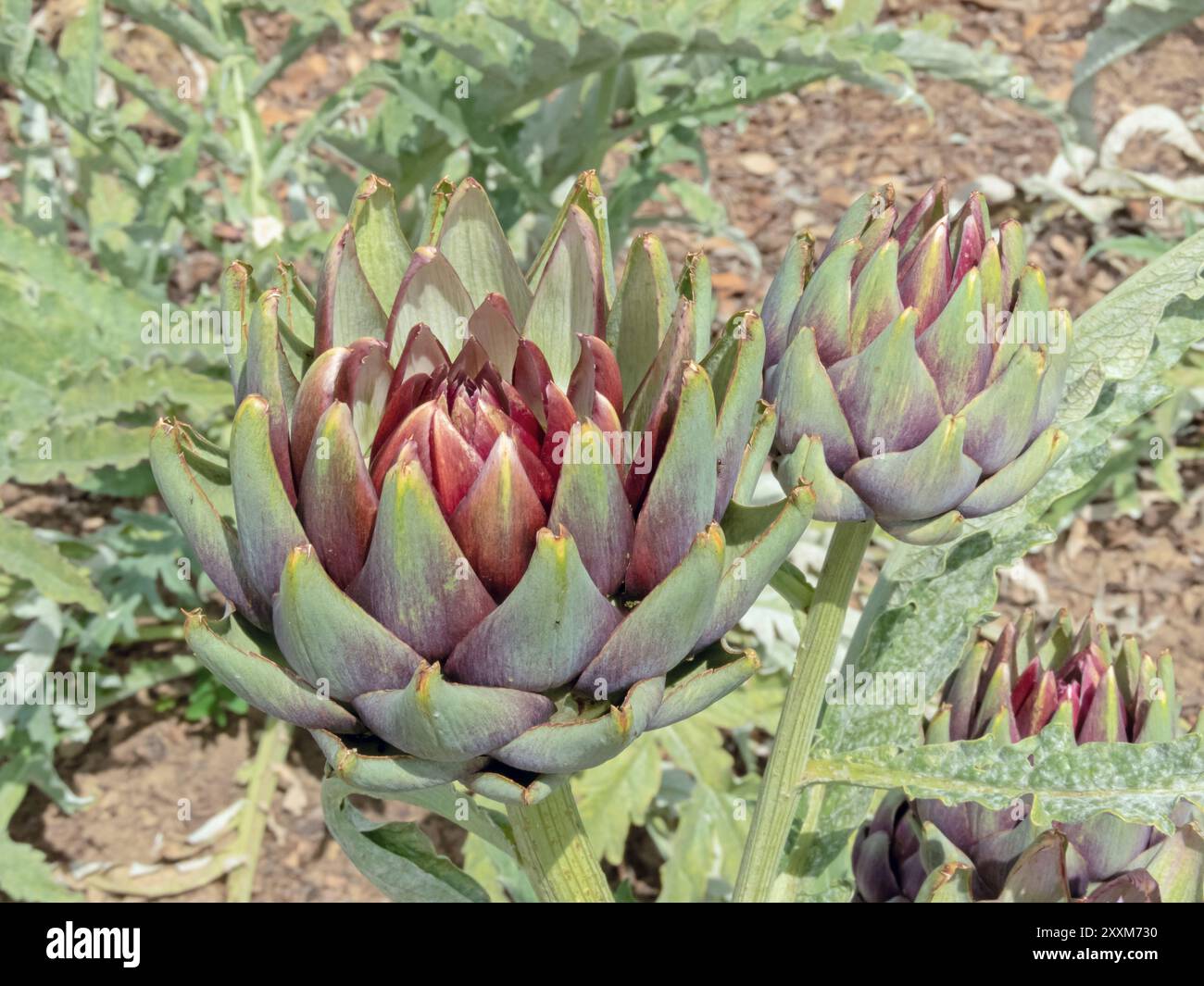earth stars plant Cryptanthus specail mix Earth Stars Bromeliad  Plant Studio