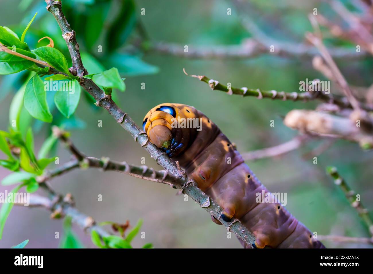Tree Larvae The Larva or Brown caterpillars is creeping on tree leaves Stock Photo ...