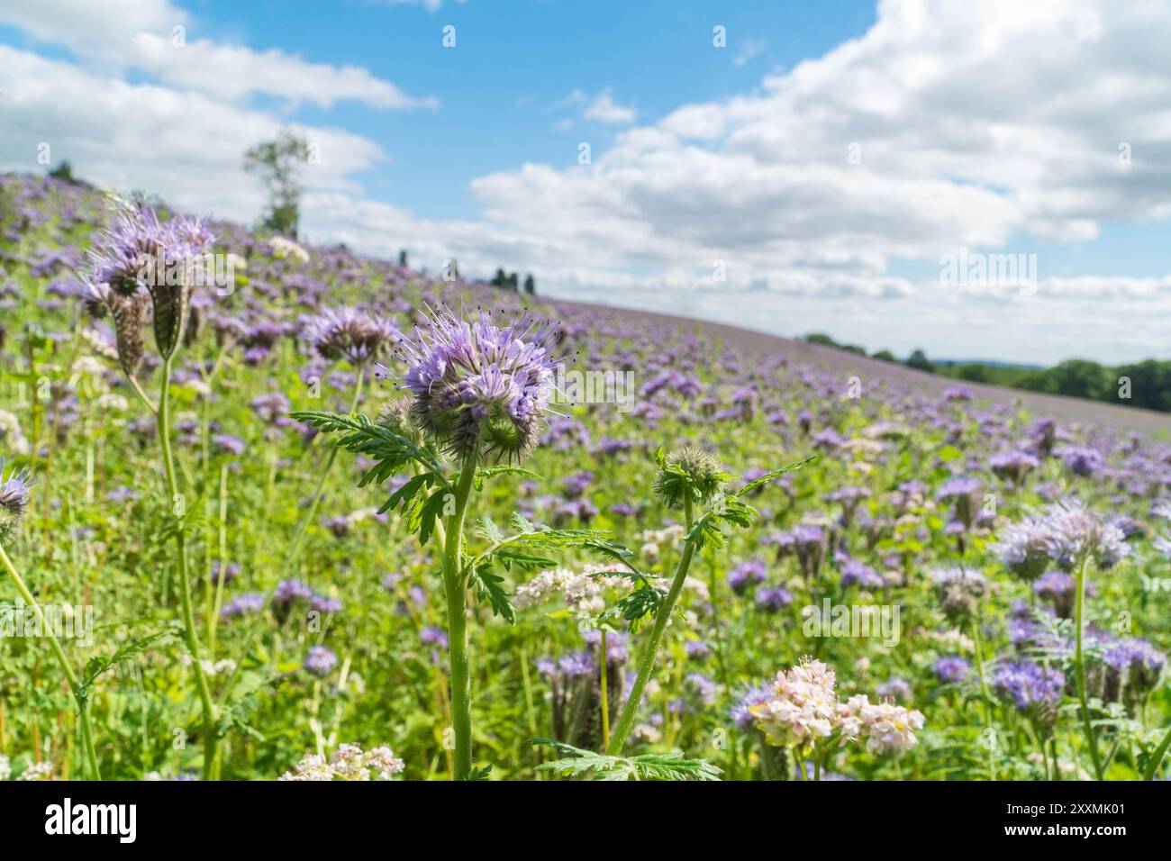 Fernleaf fiddleneck (Phacelia tanacetifolia) also known as Purple tansy ...