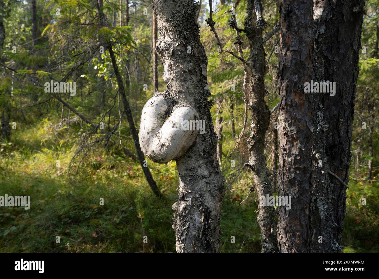 Arctic Circle Hiking Area, lapland, Finland Stock Photo Alamy