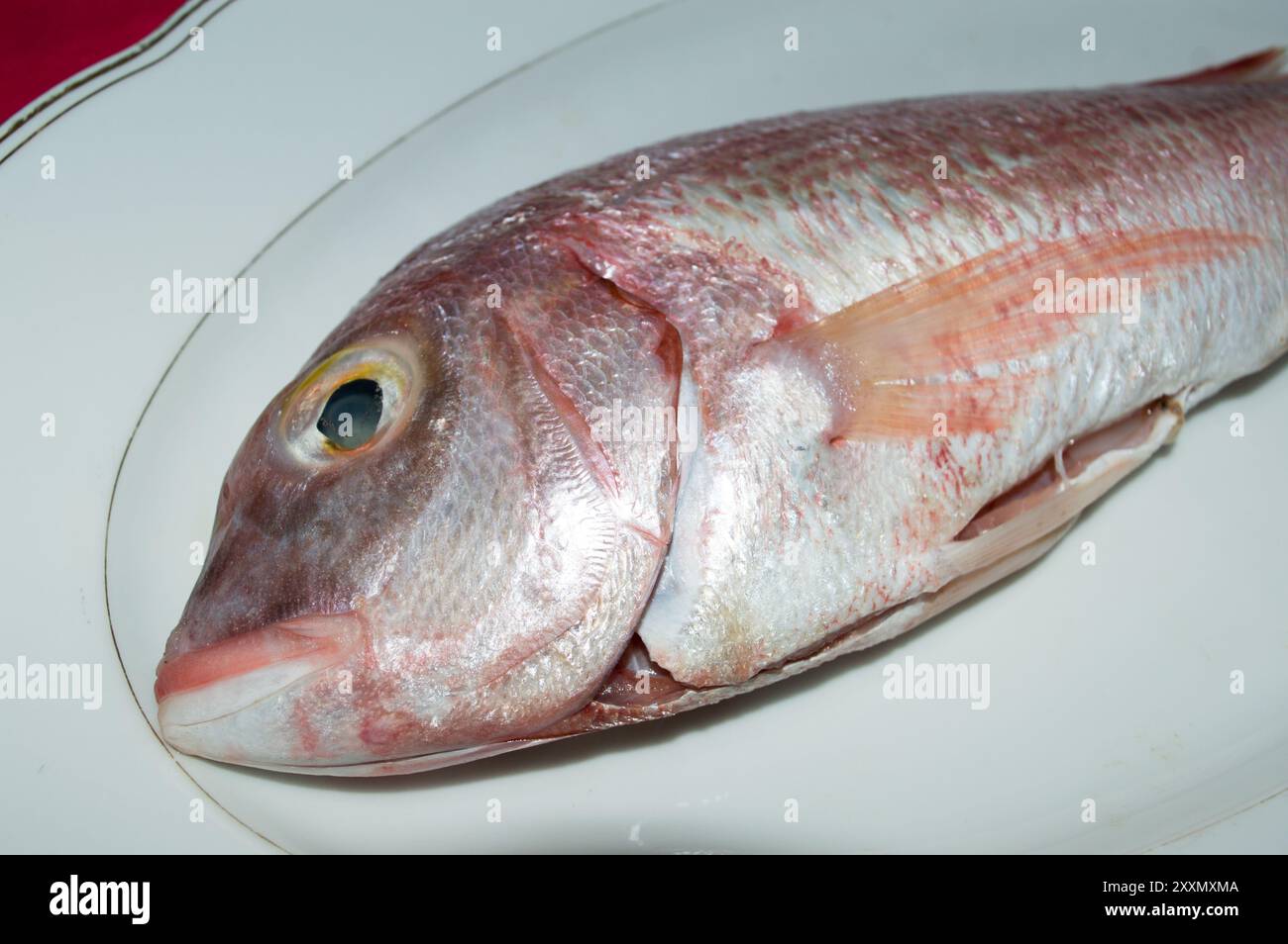 Raw sea fish common pandora, Pagellus erythrinus, on a white plate, from Adriatic sea, Dalmatian cuisine Stock Photo