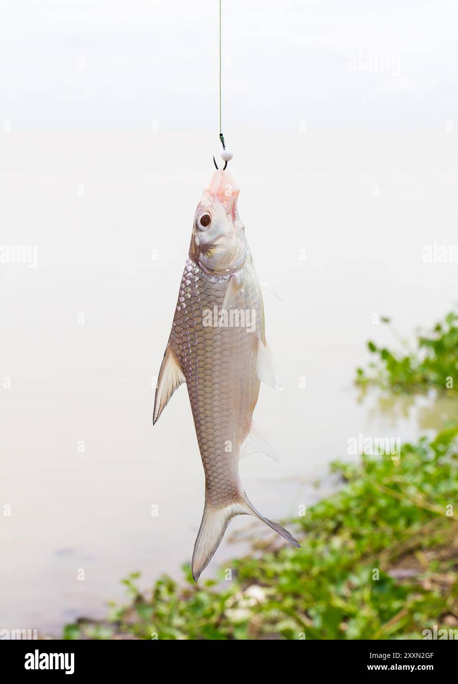 bait hook.fish gif Micro Slow Sinking Swimbait Lures main image 0