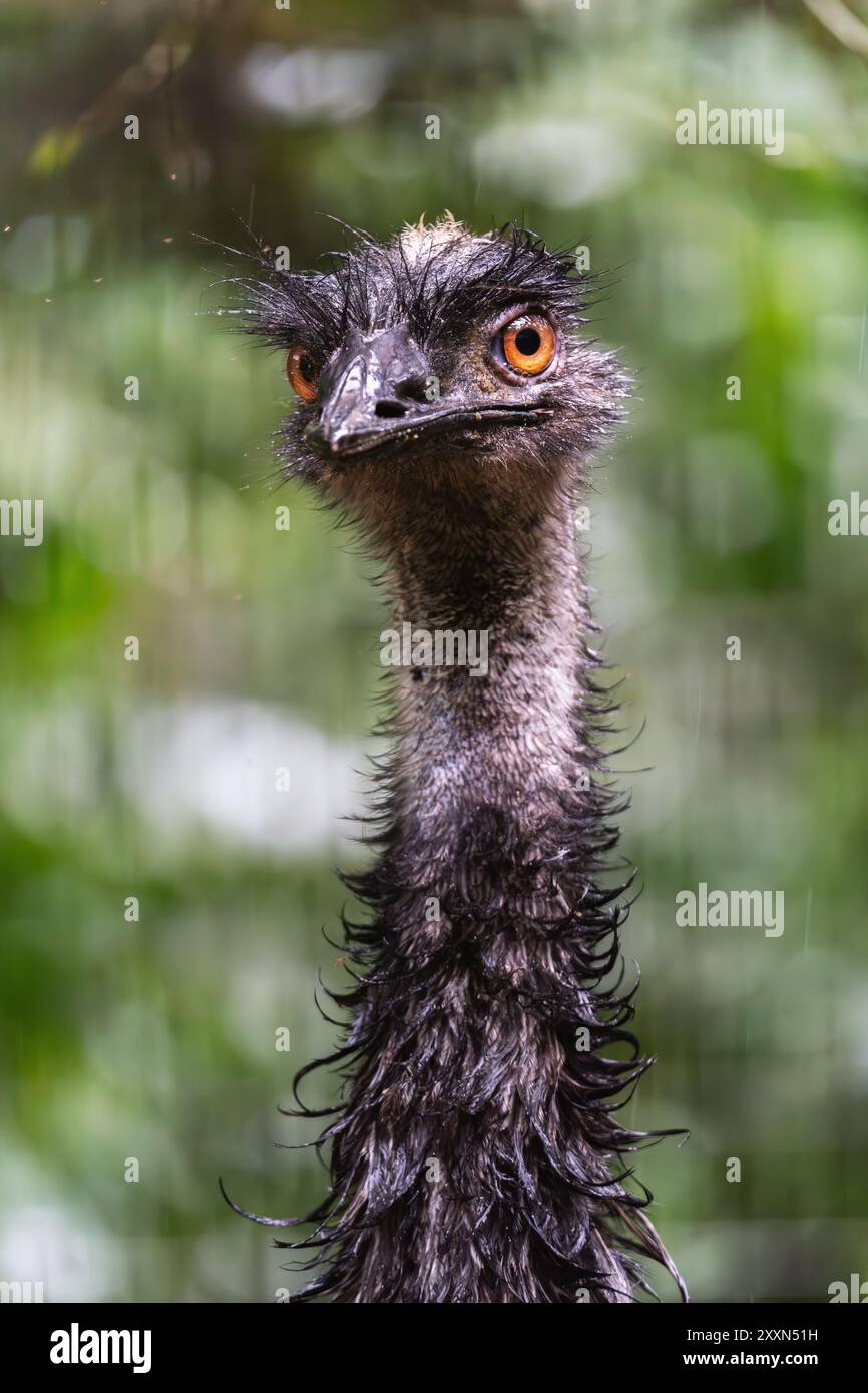 Close-up photo captures the intense orange eyes of an emu against a green backdrop. Stock Photo