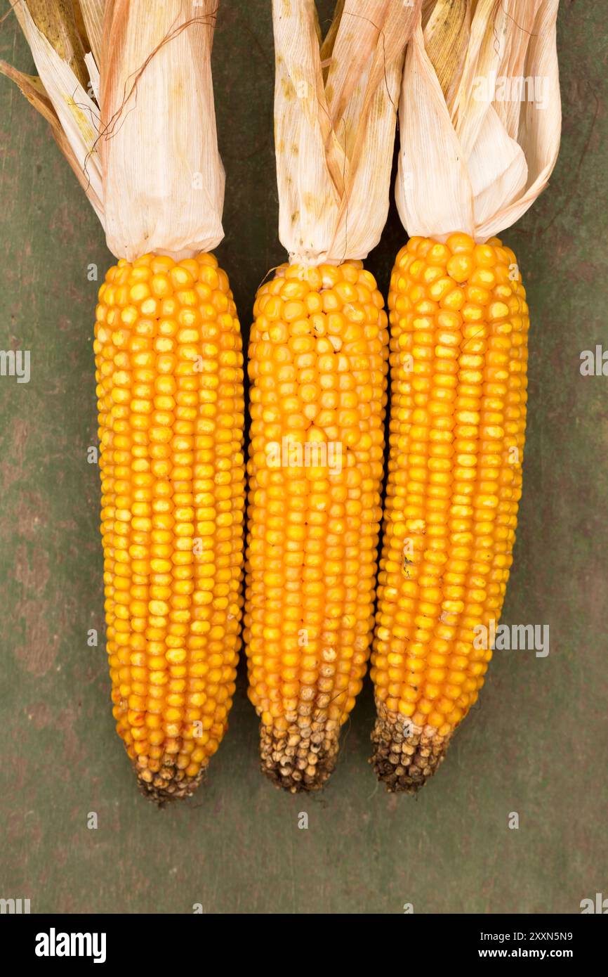Three dry yellow ears of corn on vintage wooden background, top view Stock Photo