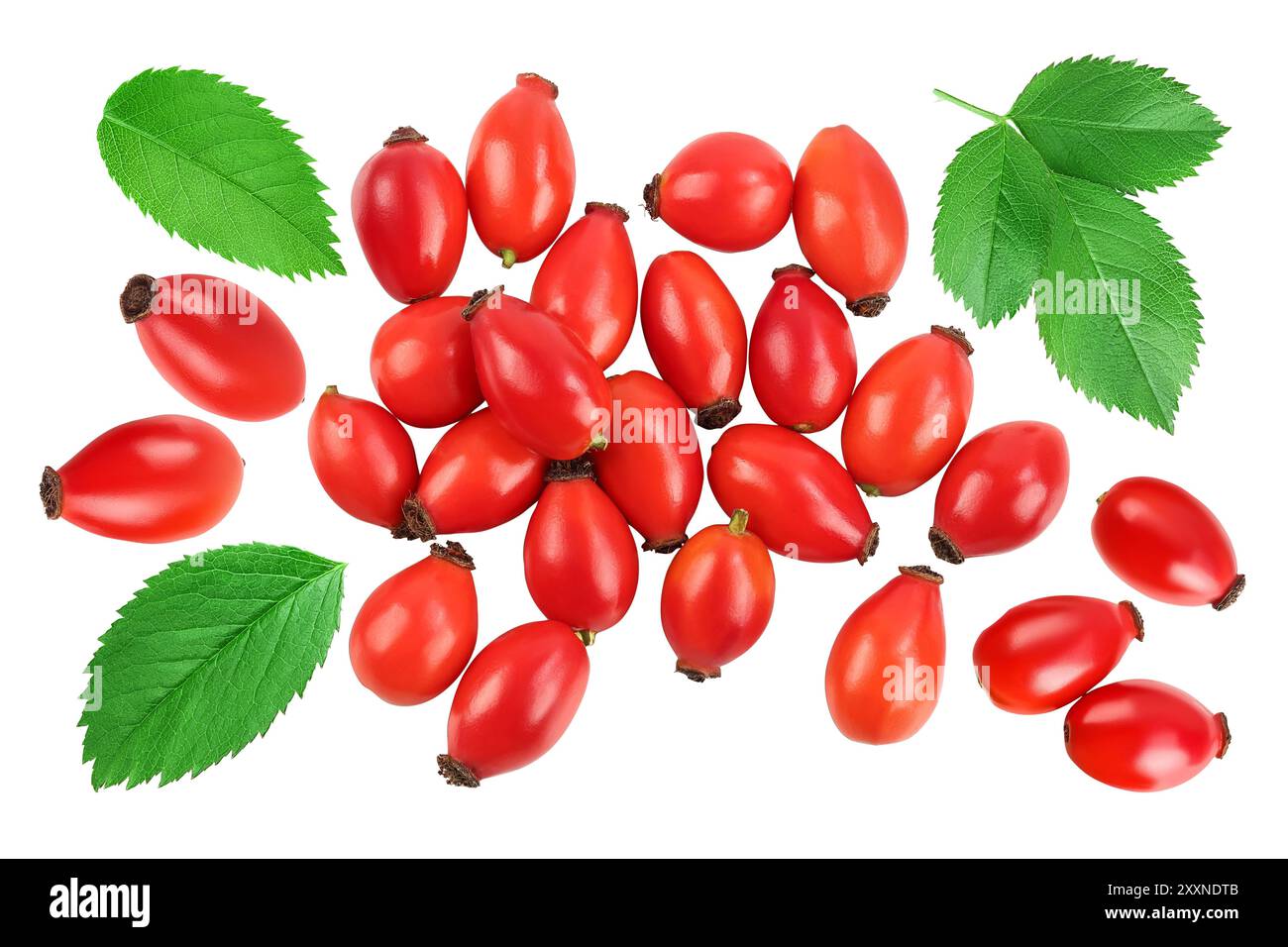 Rose hip isolated on a white background with full depth of field. Top ...