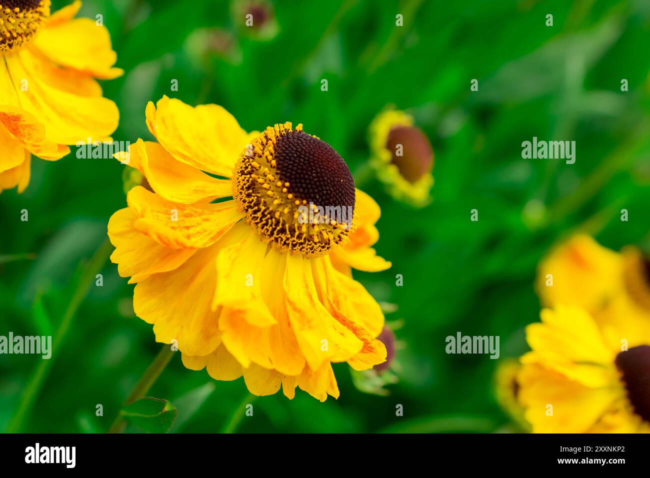 Helenium flowers buds hi-res stock photography and images - Alamy