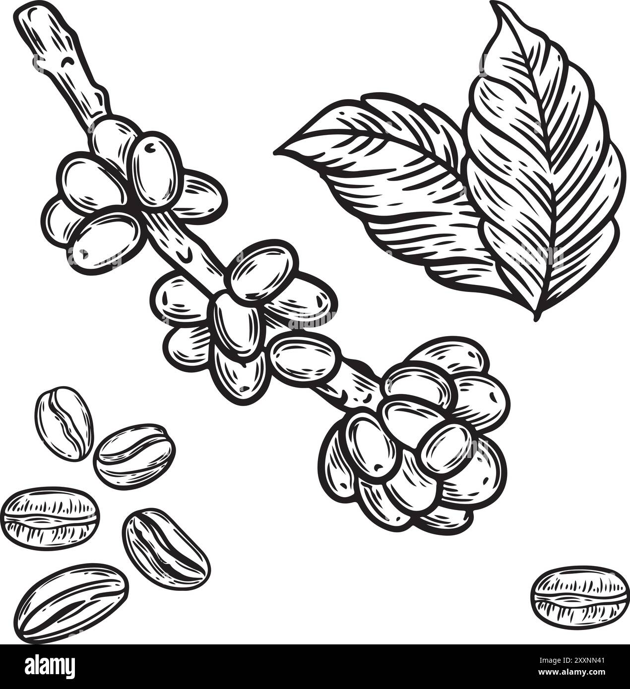 Coffee beans on the branch and leaves line drawing isolated on white ...