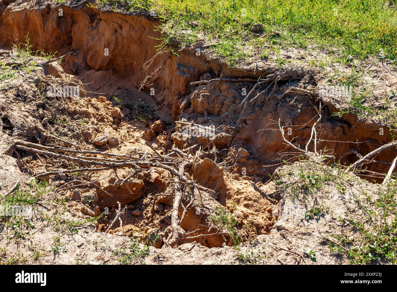 Protruded Roots Roots protruding hi-res stock photography and images - Alamy