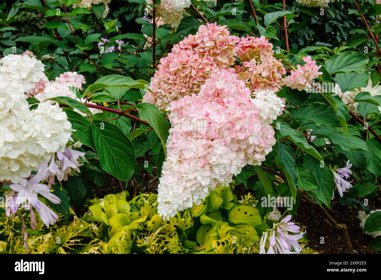 Creamy white to pink flowers of Hydrangea paniculata (panicled ...