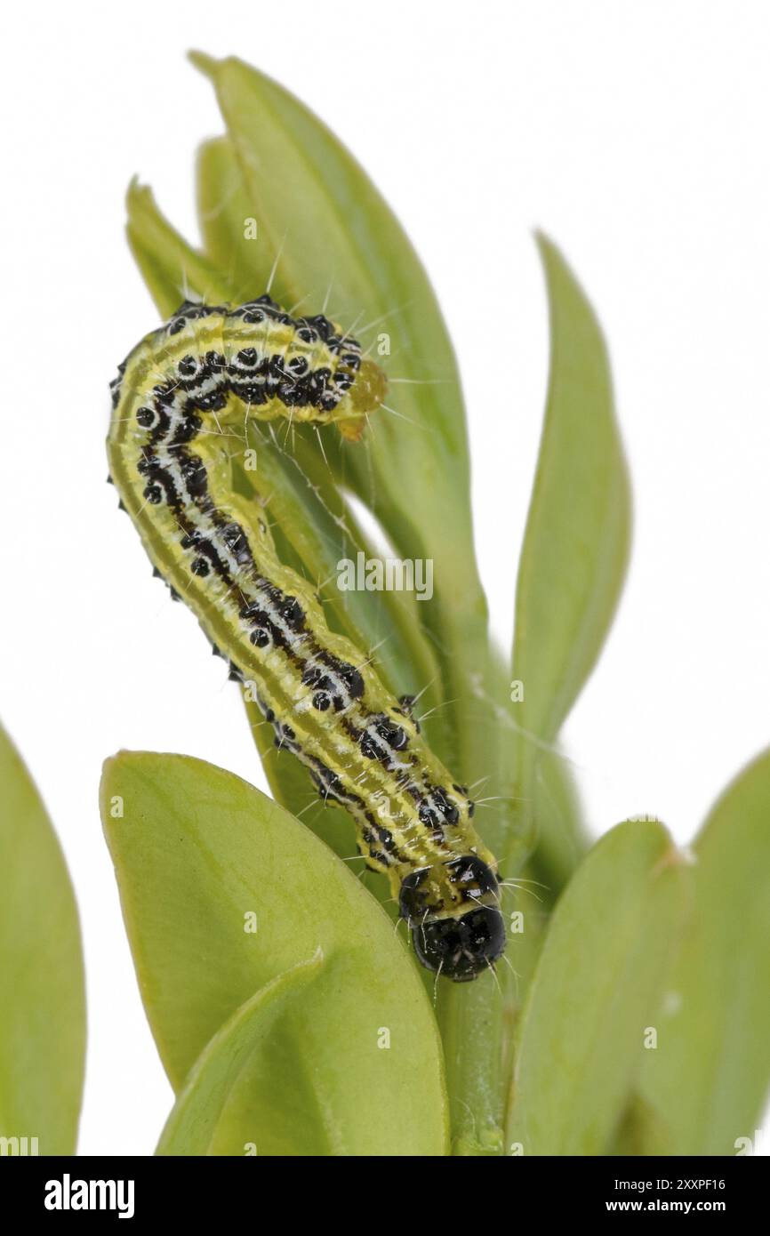Box tree moth caterpillar crawling on a branch with box tree leaves cropped on white Stock Photo